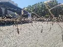 Repicatronada.webp